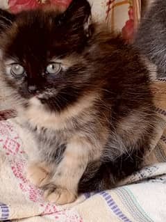 Persian kitten female