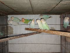 Rosicolli Opline Lovebirds age 4 to 5 month