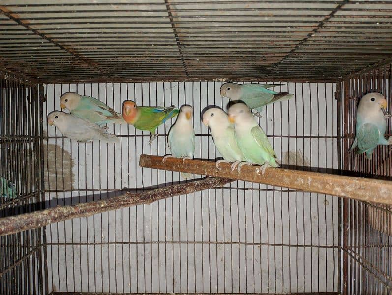 Rosicolli Opline Lovebirds age 4 to 5 month 0