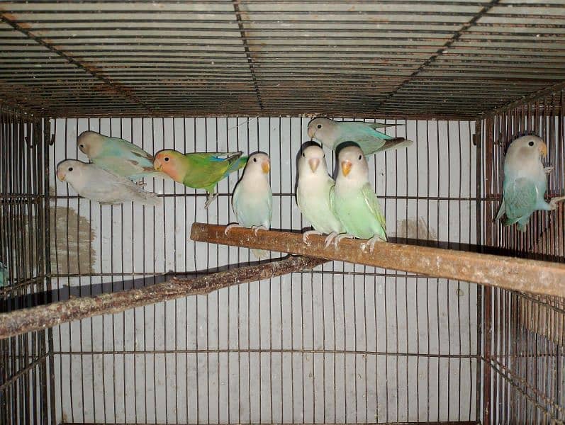 Rosicolli Opline Lovebirds age 4 to 5 month 1