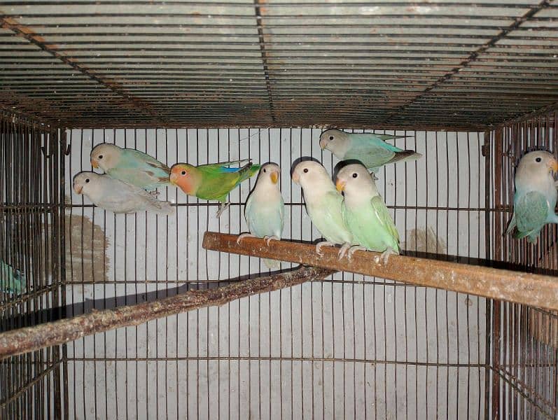 Rosicolli Opline Lovebirds age 4 to 5 month 2