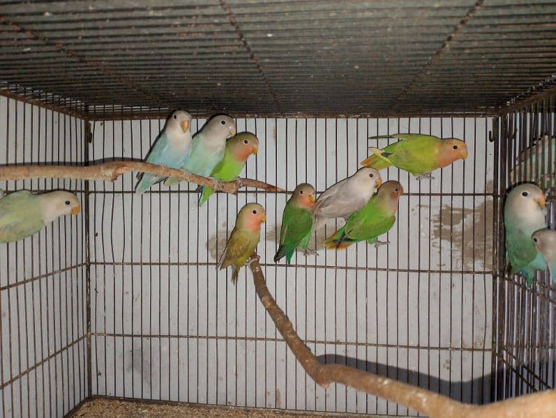 Rosicolli Opline Lovebirds age 4 to 5 month 3