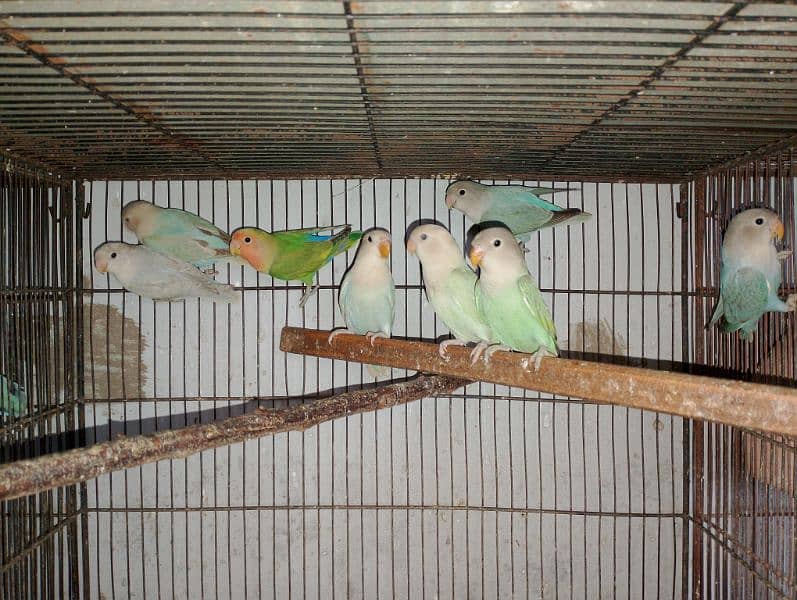 Rosicolli Opline Lovebirds age 4 to 5 month 4