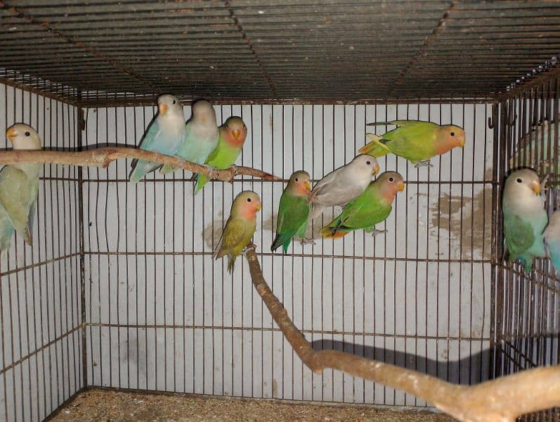 Rosicolli Opline Lovebirds age 4 to 5 month 5