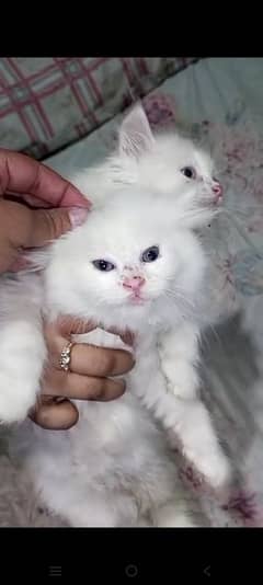 Persian kittens for sale white