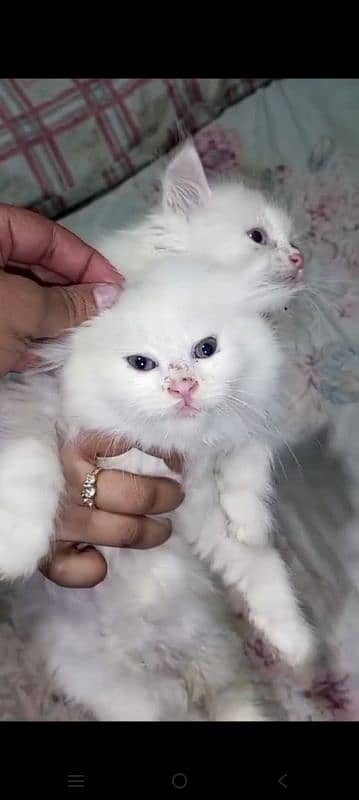 Persian kittens for sale white 0