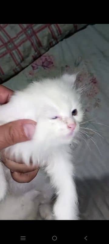 Persian kittens for sale white 1