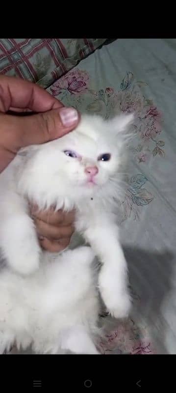 Persian kittens for sale white 2