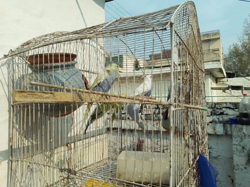 Australian parrots 1