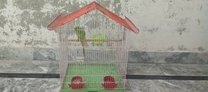 Green Ringnick Parrot With Cage