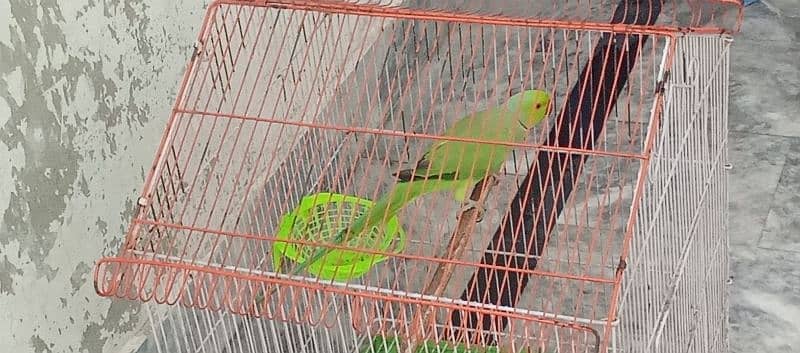 Green Ringnick Parrot With Cage 1