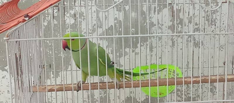 Green Ringnick Parrot With Cage 2