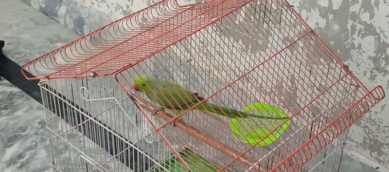 Green Ringnick Parrot With Cage 3