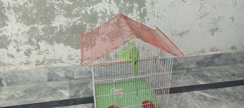 Green Ringnick Parrot With Cage 4