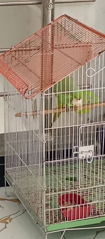 Green Ringnick Parrot With Cage 5