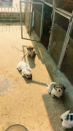 shihtuz puppies