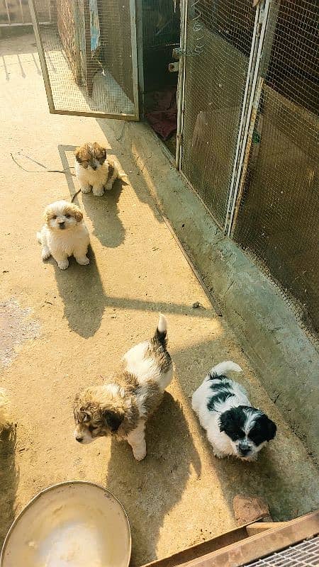 shihtuz puppies 3