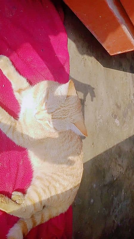 Cat for sale Rs 2500 1