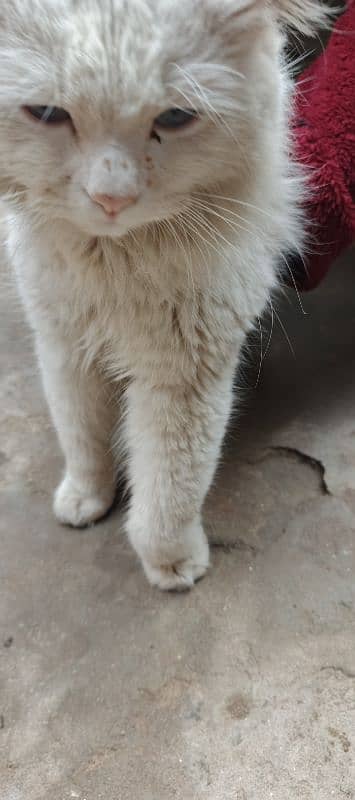 Persian cat 3