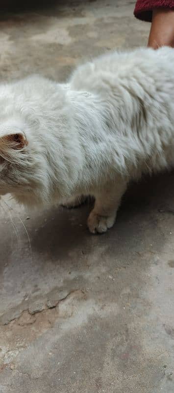 Persian cat 8