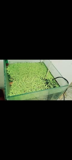 Aquarium with Goldfishes ,filter and aquatic plants