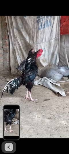 aseel breeder murga for sale