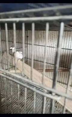 Sliver Java Finch grunted breeders pairs