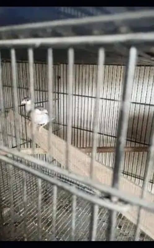 Sliver Java Finch grunted breeders pairs 0