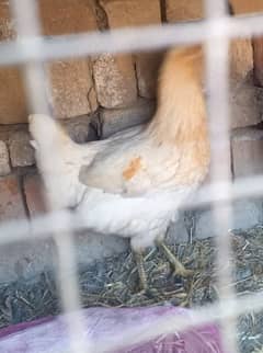 chicken for sale