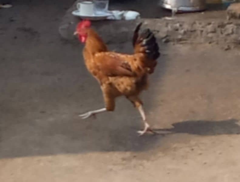 chicken for sale 2