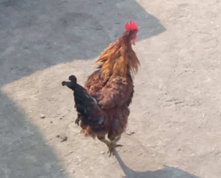 chicken for sale 4