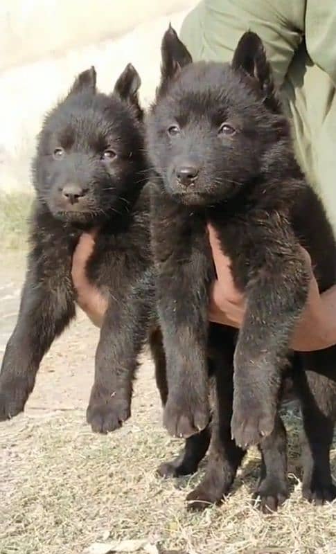 Black German Shepherd pair proper  long coat age 40 days for sale 0