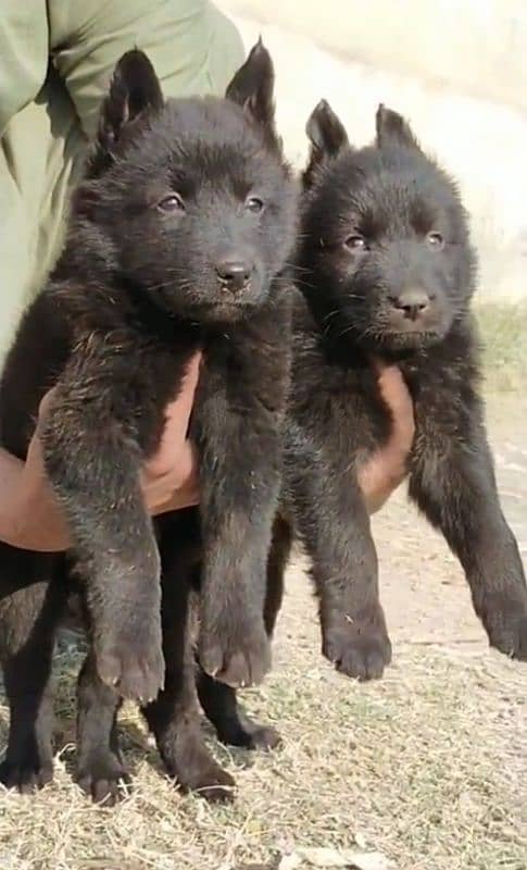 Black German Shepherd pair proper  long coat age 40 days for sale 1