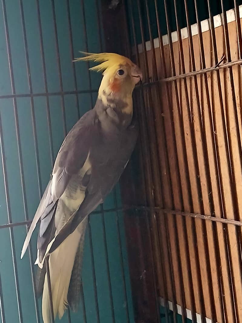 Cocktail Ready to Breed Pied Male For Sale 0