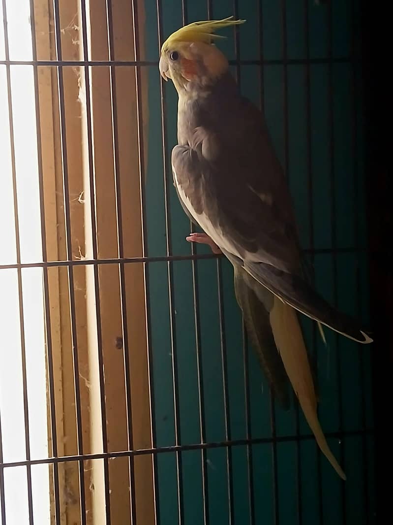 Cocktail Ready to Breed Pied Male For Sale 2