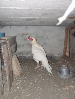 Aseel heera pair + 6 chicks for sale