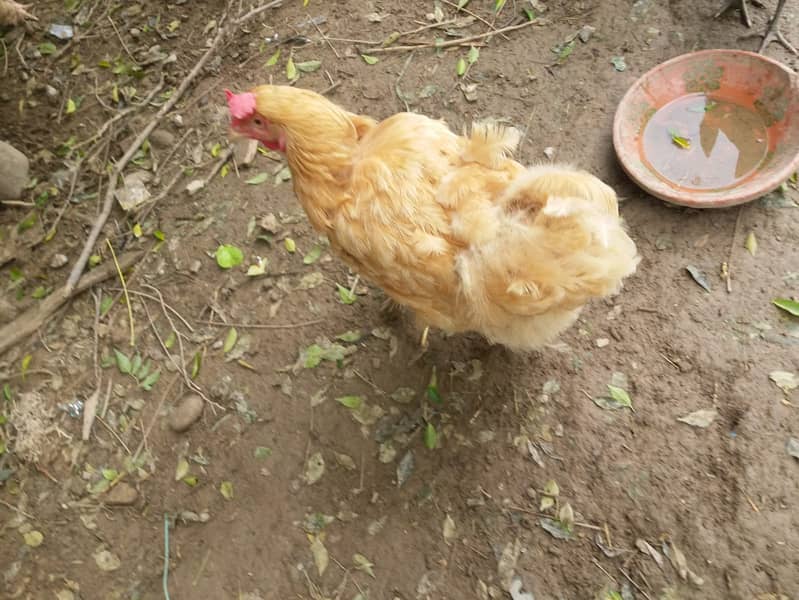 Golden buff HEN FEMALL 0