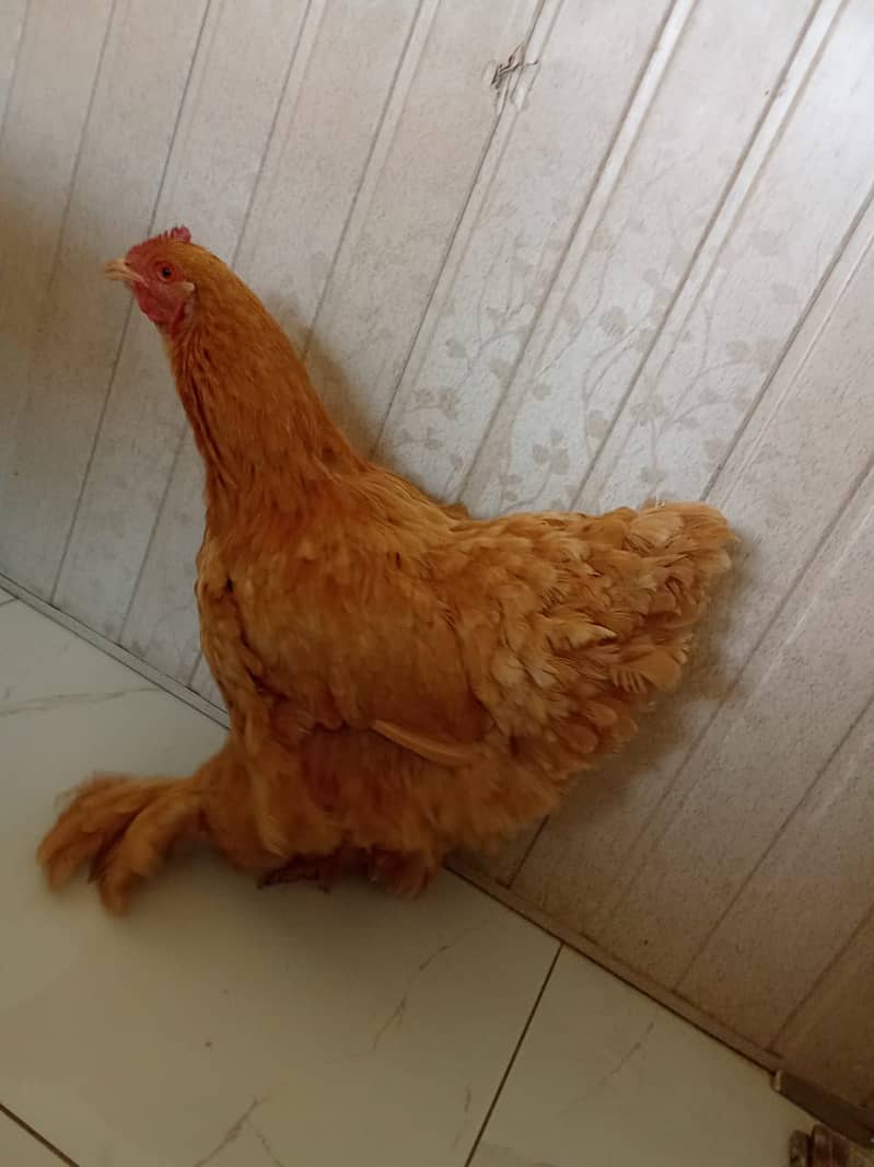 Golden buff HEN FEMALL 1