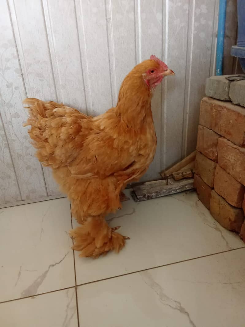 Golden buff HEN FEMALL 4