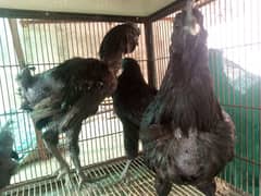 Ayam Cemani and Aseel pairs