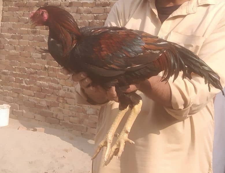 Cock for sale 0