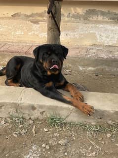 Rottweiler