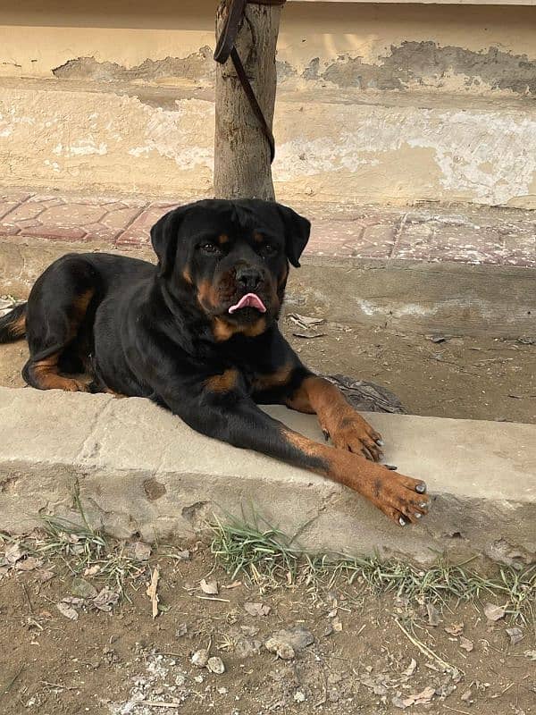 Rottweiler Male 0