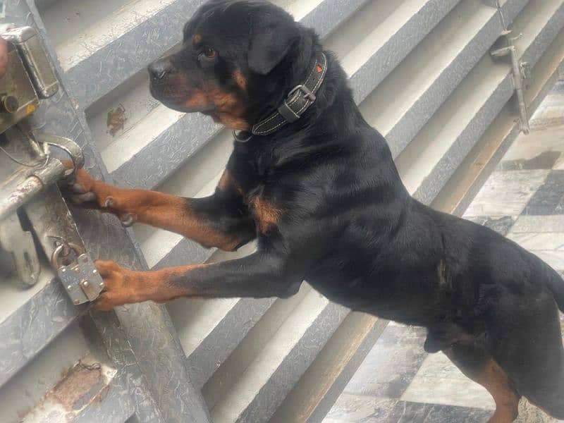 Rottweiler Male 1