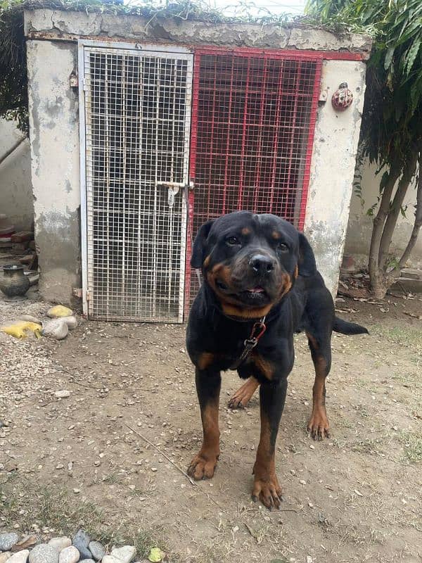 Rottweiler Male 2