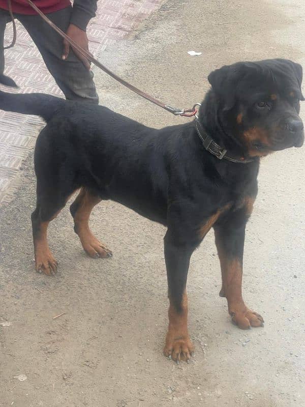 Rottweiler Male 3