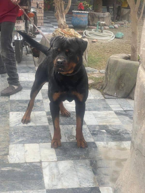 Rottweiler Male 4