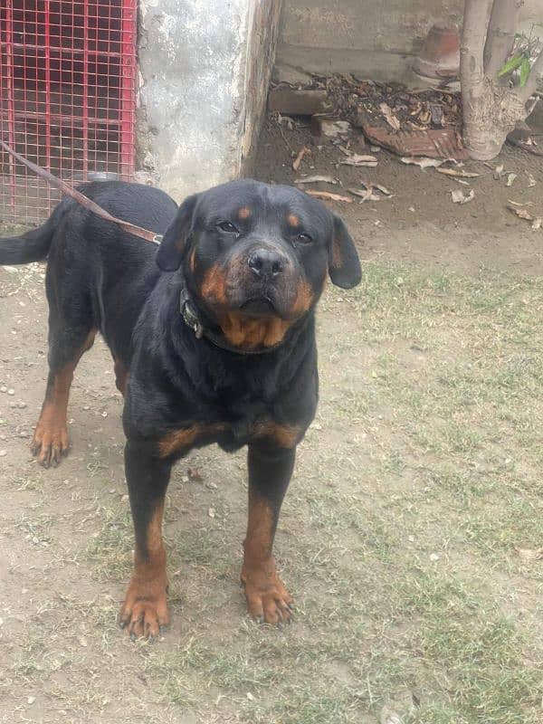 Rottweiler Male 5