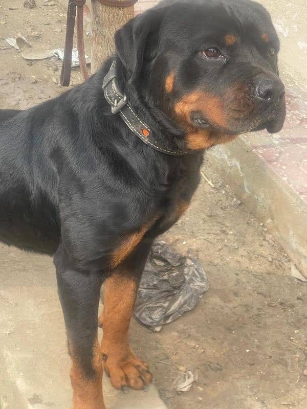 Rottweiler Male 6