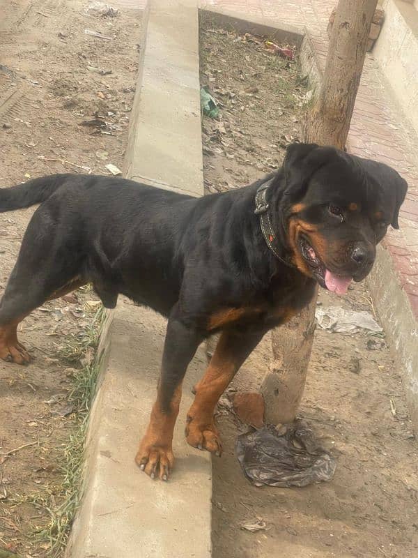 Rottweiler Male 7